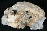 Clam Fossil with Golden Calcite Crystals - #14718-2